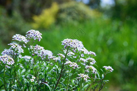 在公园或花园的花棚中用白花和紫花瓣在花朵里图片