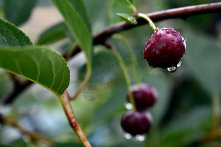 樱桃浆果上的水滴图片