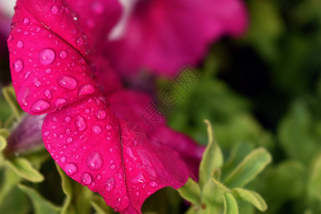 花蕾上的雨滴图片