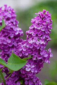 雨后的丁香花枝图片