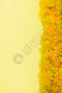 垂直照片黄色蒲公英在黄色背景的右侧排成一排框架春天或夏天的心情图片