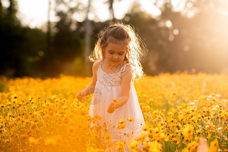 穿着白色连衣裙的蹒跚学步的小女孩在黑眼圈苏珊花田里采花日落时在花草甸上开着黄背景图片