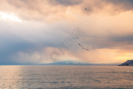 海鸥在暴风中飞翔飞越莱曼图片
