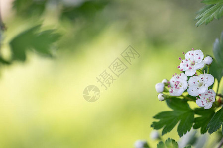 绿色背景的哈霍恩之春白花布基图片