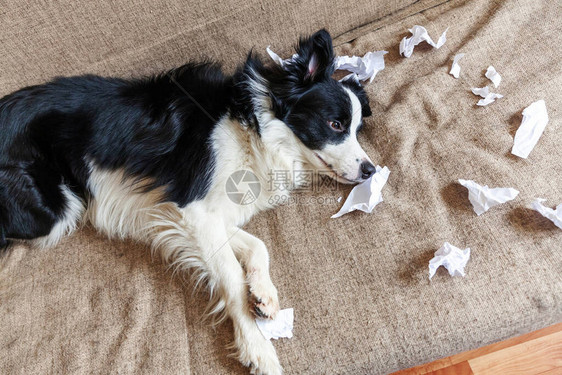 顽皮的小狗边境牧羊犬恶作剧咬躺在家里沙发上的卫生纸有罪的狗和被毁的用可笑的内疚表情损坏凌图片