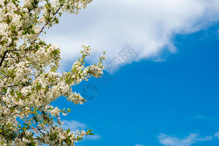 白樱花在园里开花在春日图片