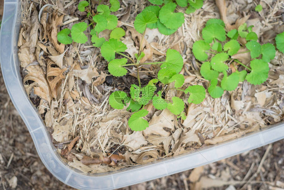 在美国德克萨斯州达拉斯附近的后院花园里图片