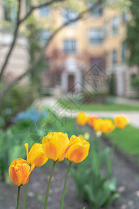 黄色红色和橙色的春天郁金香的特写图片