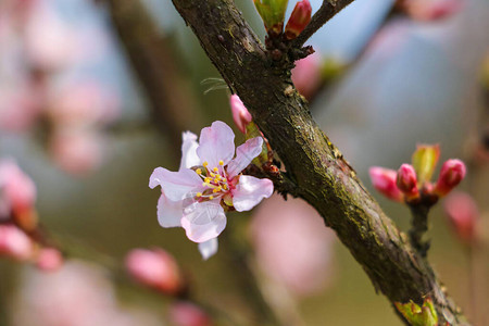 红色花朵中的樱桃树盛开的甜樱桃树枝花选择聚焦图片