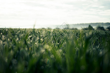 清晨光中美丽的富丽绿草有水滴和B图片