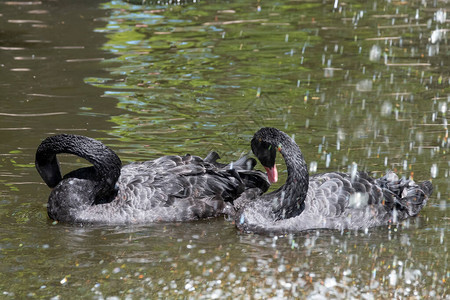两只黑天鹅和红嘴在池塘里游泳背景图片