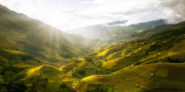 越南Muchangchai地区梯田上的绿稻田准备西北越南的收成图片