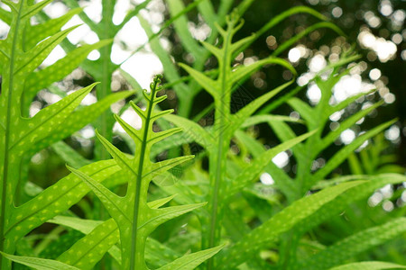 沃特生植物的新鲜绿树叶被称为口香水图片