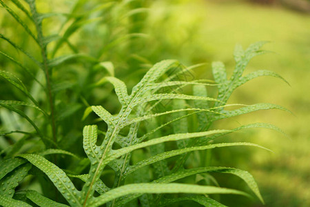 沃特生植物的新鲜绿树叶被称为口香水图片