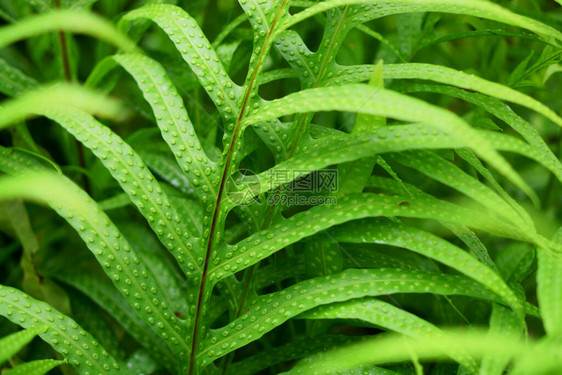沃特生植物的新鲜绿树叶被称为口香水图片
