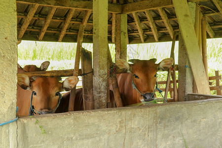 稻田里的奶牛庇护所棕色肉牛站在马厩里印度尼西亚巴厘岛著名的Jatiluwih图片