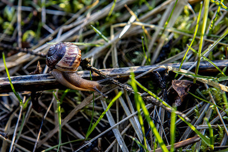 在森林干草上爬行的小葡萄蜗牛背景图片