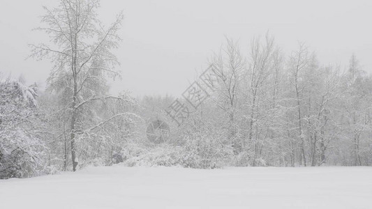 降雪期间的冬季森林慢动作图片