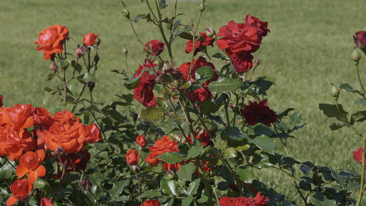 风中公园里的红玫瑰丛图片