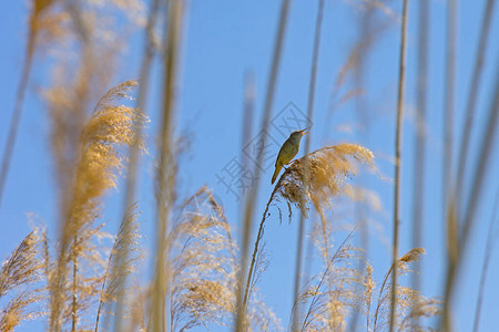 藏在芦苇丛中的小苇莺在歌唱他的鸟叫声很大图片