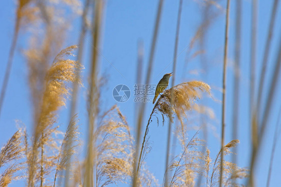 藏在芦苇丛中的小苇莺在歌唱他的鸟叫声很大图片