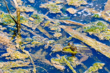 干锅蛙可爱的青蛙坐在水中的背景