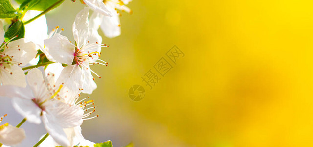 一朵樱桃的美丽分支花卉背景春天的花朵雌蕊和雄蕊一篇关于开花图片