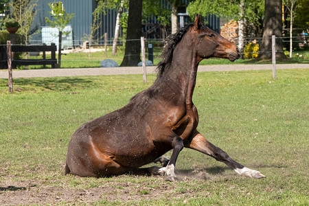 一个年轻棕色马匹骑在马场上玩得开心在一个温暖的春日从图片