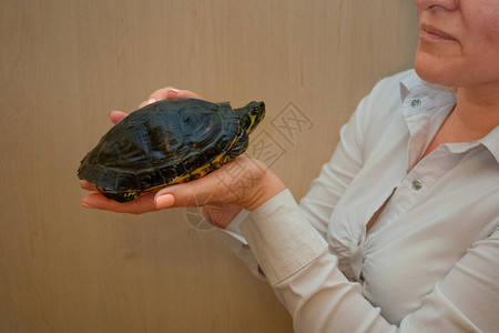 中年白种妇女展示了黄的小乌龟关心可爱的宠物或兽医检查如果她们发现自己有一只小乌龟背景图片