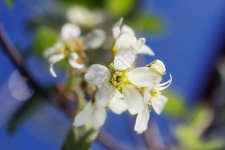 浆果开花的白色花朵在树枝上特写春天夏天开花假期的概念横幅图片
