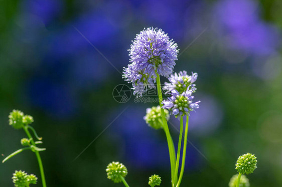 Giliacapitata蓝色美丽的开花植物图片