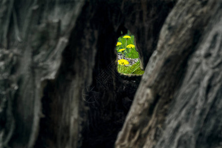 丹迪利翁花的朵可以通过树干上的洞可见图片