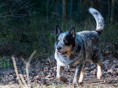 灰色点缀的澳大利亚牧牛犬在森林中奔跑遛狗的森林小径图片
