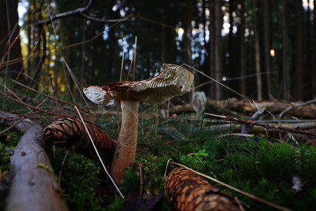 晚上森林中蘑菇和冷杉锥的广角拍摄图片