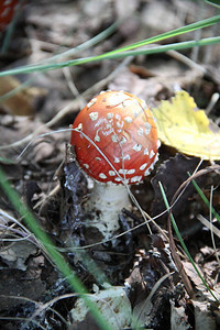秋季飞木耳蘑菇在森林里图片