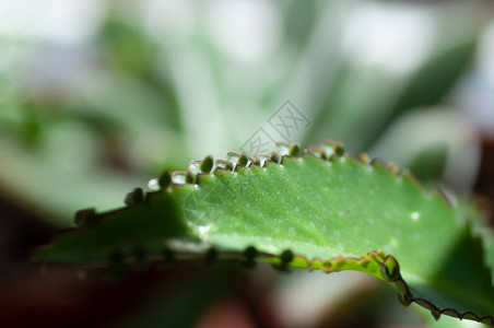 Bryophyllumdaigremontianum魔鬼的骨干千母在美丽的阳光下图片