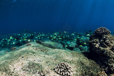 深洋内有石头珊瑚和图片