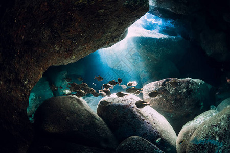 海水下海洋中鱼石头和太阳光的学校图片