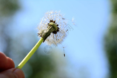 在模糊的春天背景上带飞种子的花朵概念生命的图片