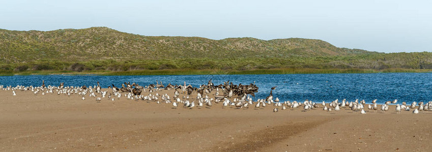 海滩上的棕色鹈鹕和海鸥群背景中的青山碧水图片