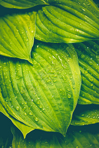 美丽的落叶雨滴绿色背景图片