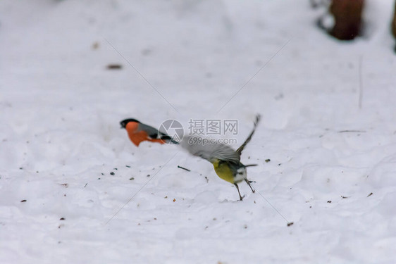 牛排和奶头在雪中打磨种子在饲图片