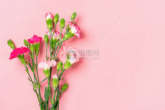 浅红色背景上的不同粉红色康乃馨花束顶视图平躺假日卡3月8日图片