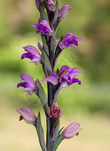 野生植物和野花照片图片