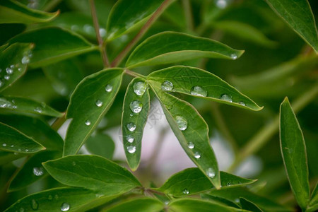 牡丹绿叶上的水滴园林文化爱护开花植图片