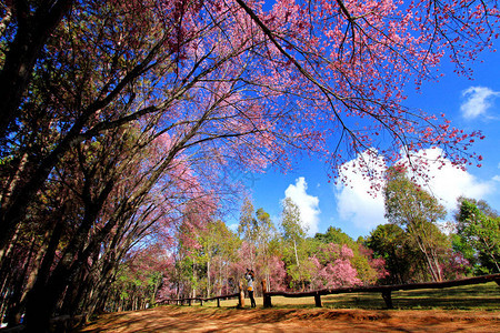 在泰国清迈坤美亚拍摄蓝天的野生喜马拉雅樱花树的女人樱图片