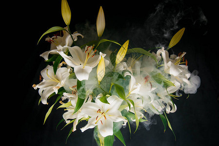 百合分支在黑色背景上的光线娇嫩的白花大气暗摄影中花朵的轮廓节日鲜花图片