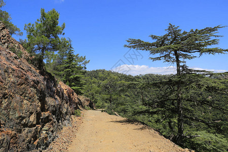 cedar小巷在塞浦路斯图片