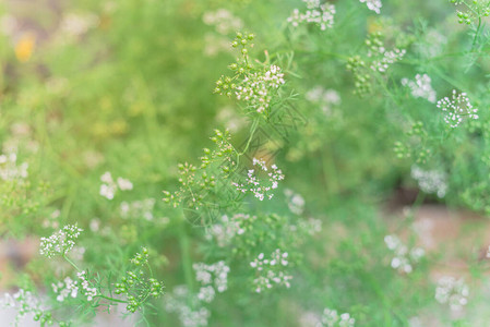 土生长的香肠白花转而播种椰子种准备在美国得克萨斯州达拉斯附近的图片