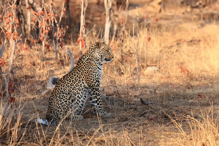 非洲豹子Pantheraparduspardus在第一个清晨的光背景图片